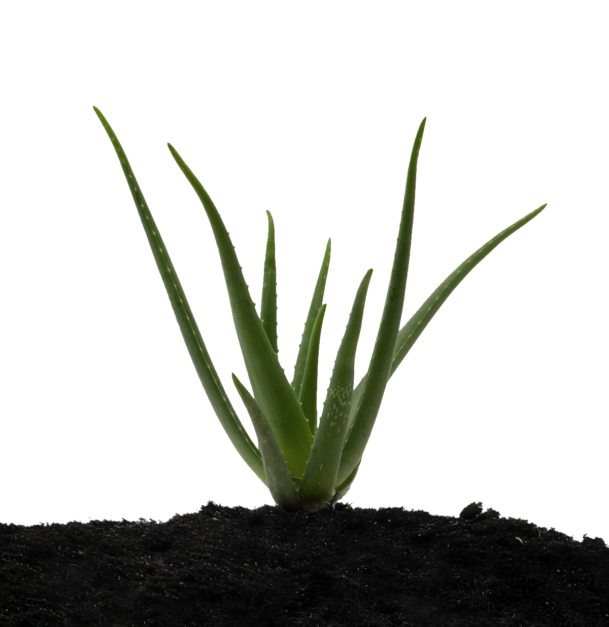 Aloe Vera sfeerbeeld